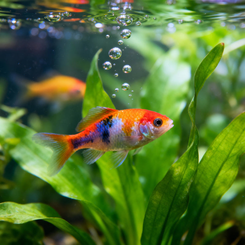 Fish