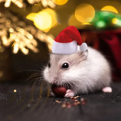 Guinea Pig Christmas Cap Costume
